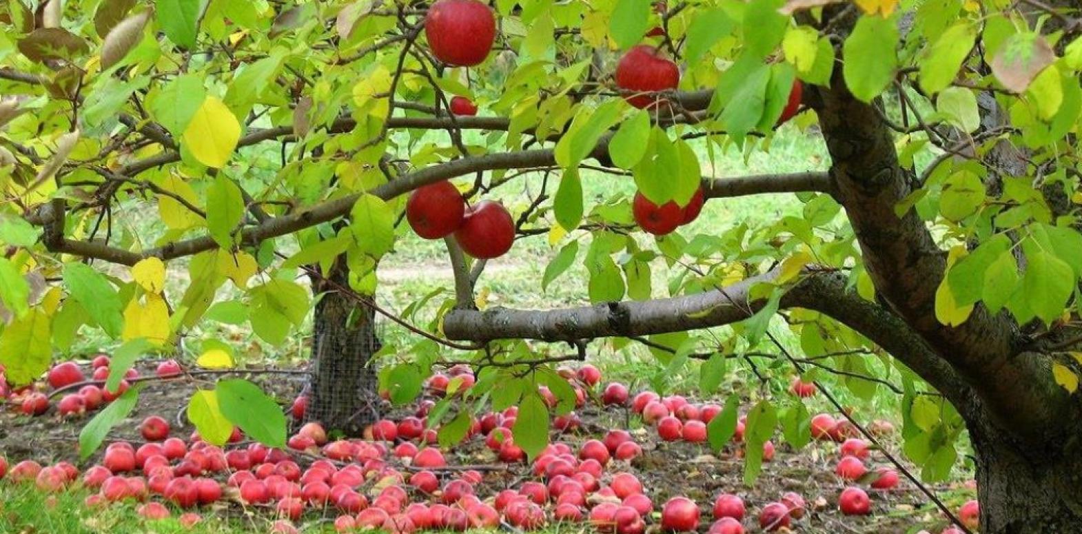 Осыпающаяся яблоня