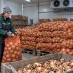 Цены на лук в Украине снижаются в октябре-2026: сколько стоит килограмм